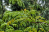 长春一周天气预报：阴雨绵绵，大家记得带伞哦！