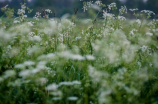 芳草地(芳草地漫步：探寻自然的宁静与美好)