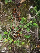 胡蜂，胡蜂是什么？胡蜂的种类有哪些？如何防范胡蜂刺伤？