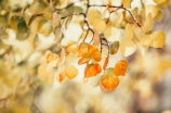 9月节日(9月节日百科)