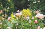 うたかた花火(不容错过的浪漫盛宴——观『うたかた花火』)